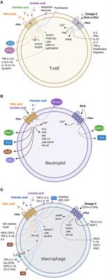 Long Chain Fatty Acids as Modulators of Immune Cells Function: Contribution of FFA1 and FFA4 Receptors